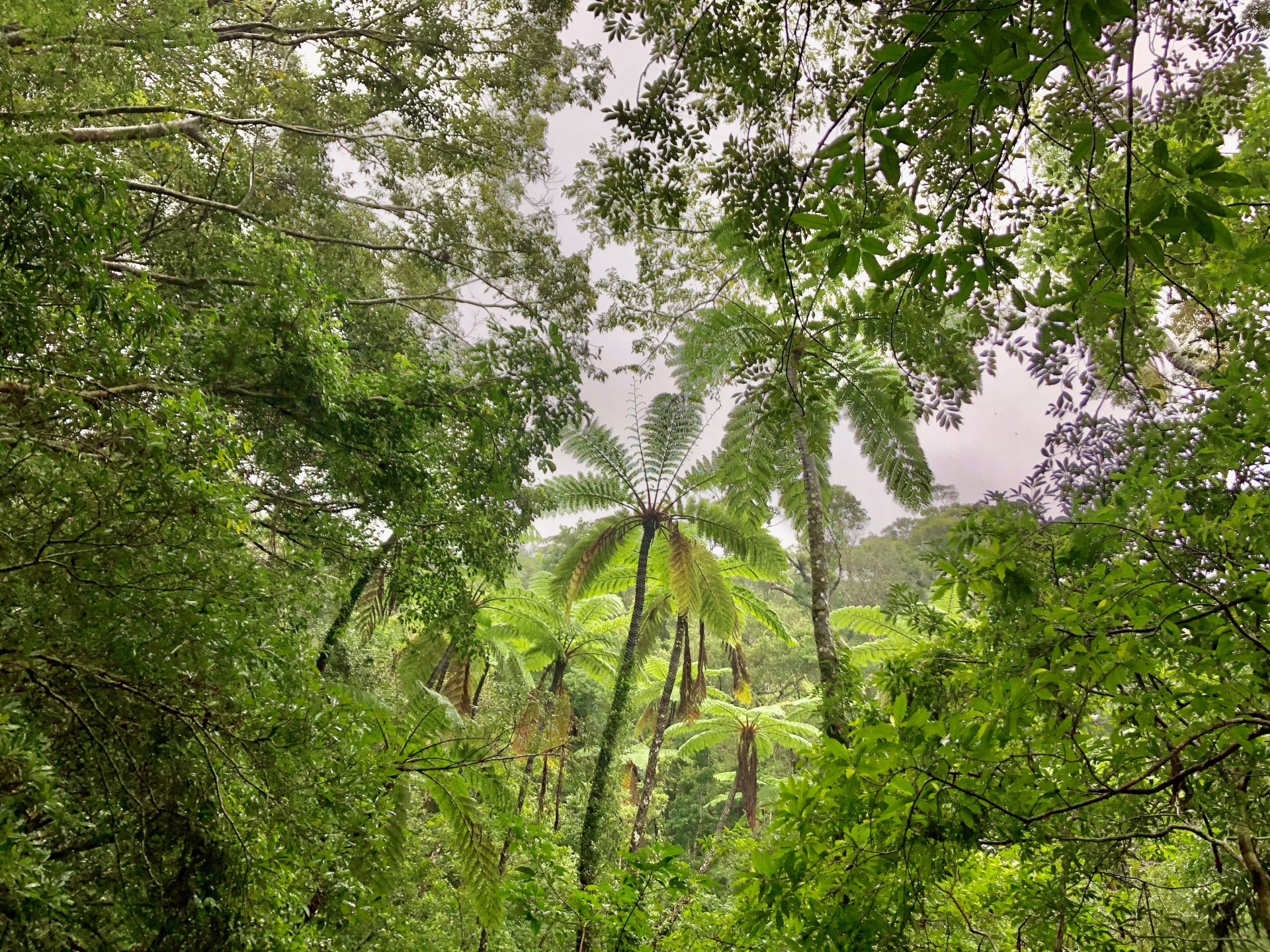 奄美大島 金作原原生林