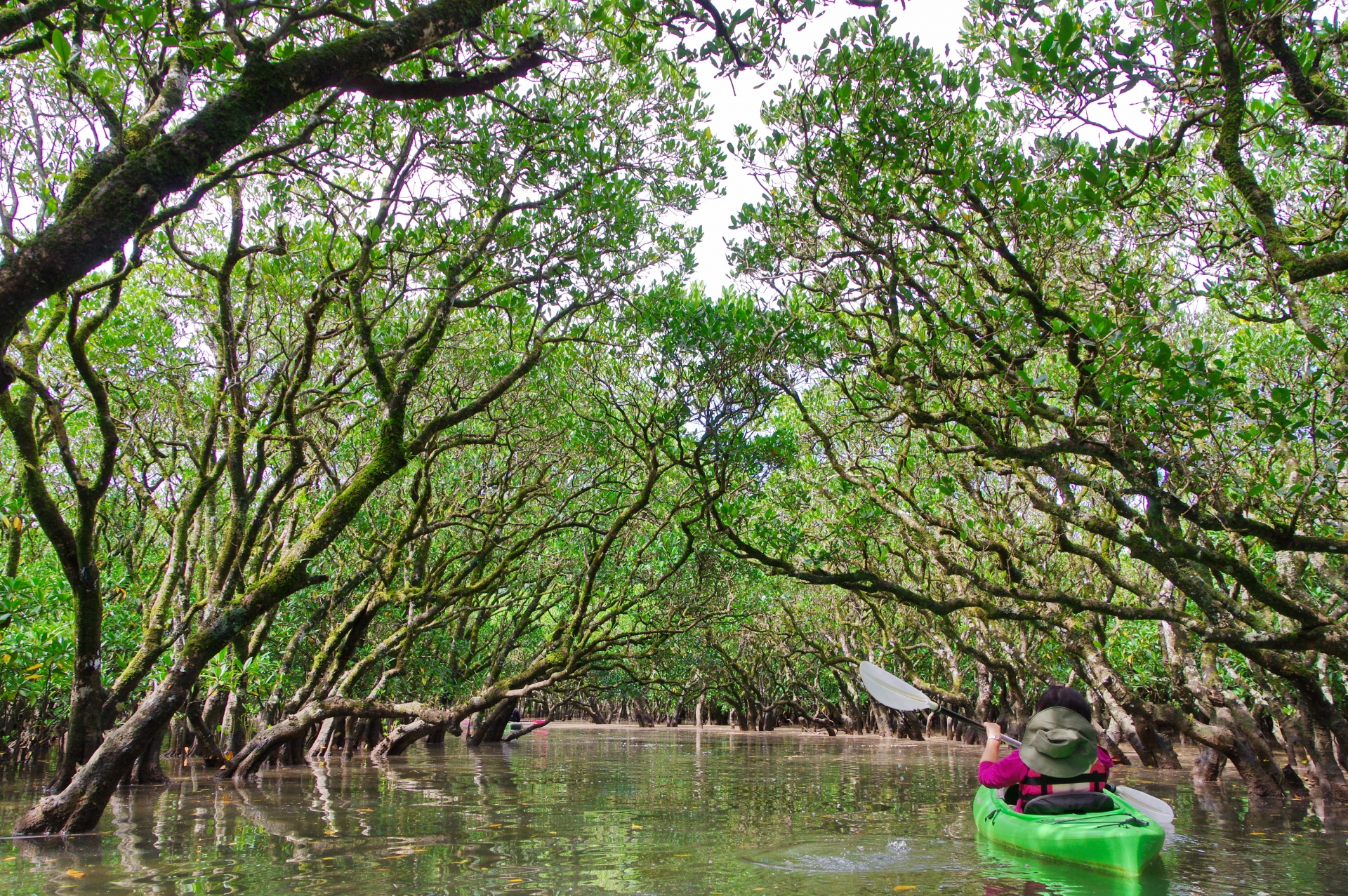 奄美大島 マングローブパーク